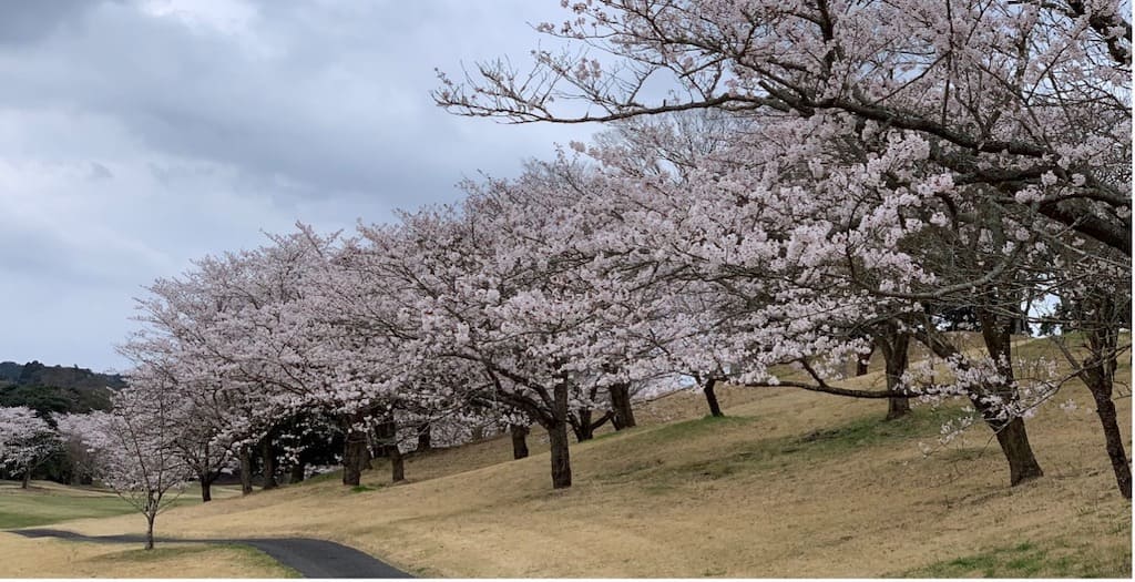 満開の桜とゴルフ場