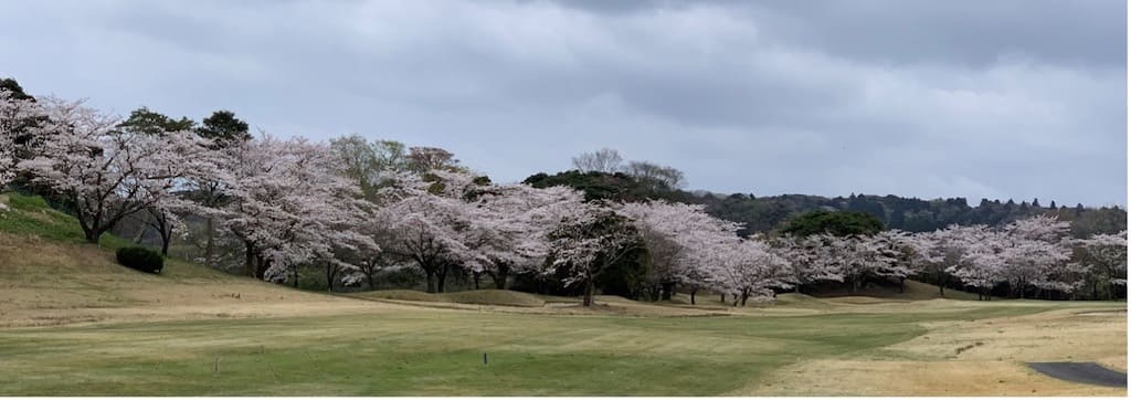 満開の桜とゴルフ場